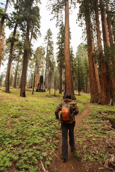 Muž Národním Parku Sequoia Kalifornii Usa — Stock fotografie