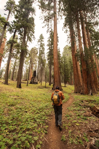 Άνθρωπος Στο Εθνικό Πάρκο Sequoia Καλιφόρνια Ηπα — Φωτογραφία Αρχείου