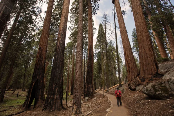 Man Sequoia National Park California Usa — Stock Photo, Image