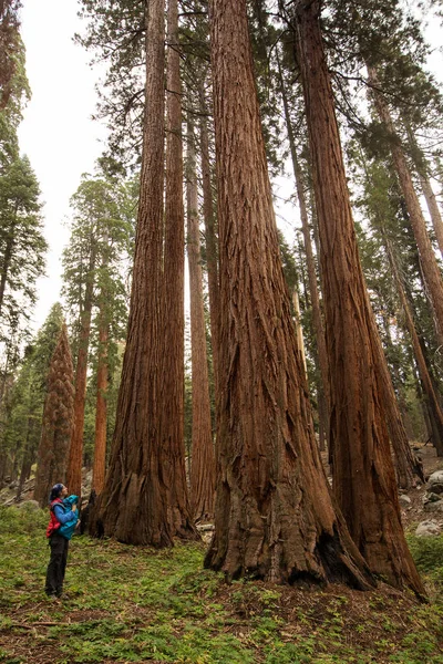 Madre Con Visita Infantil Parque Nacional Sequoia California —  Fotos de Stock