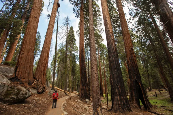 Άνθρωπος Στο Εθνικό Πάρκο Sequoia Καλιφόρνια Ηπα — Φωτογραφία Αρχείου