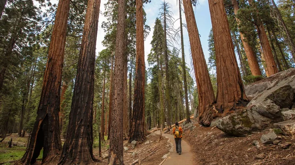 Man Sequoia National Park California Usa — Stock Photo, Image