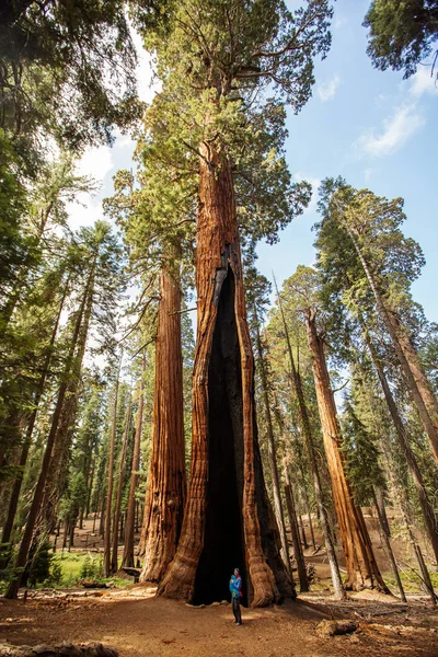 Mother Infant Visit Sequoia National Park California Usa — Stock Photo, Image