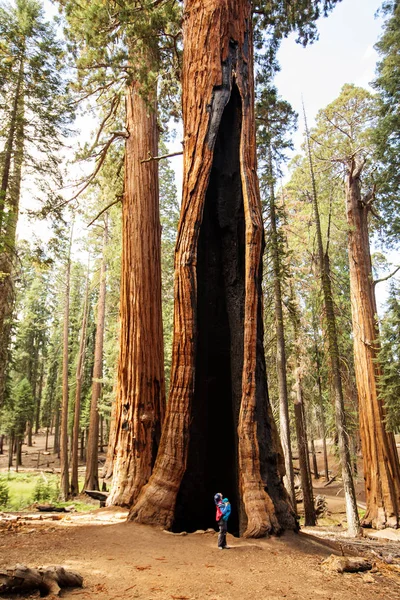 Mother Infant Visit Sequoia National Park California Usa — Stock Photo, Image