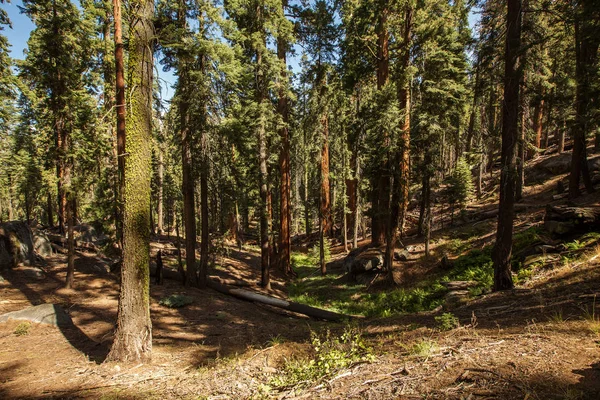Naplemente Sequoia Nemzeti Park Kalifornia Usa — Stock Fotó