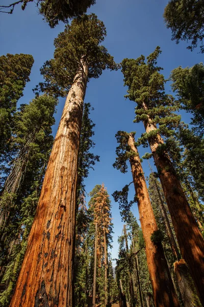 Západ Slunce Národním Parku Sequoia Kalifornii Usa — Stock fotografie