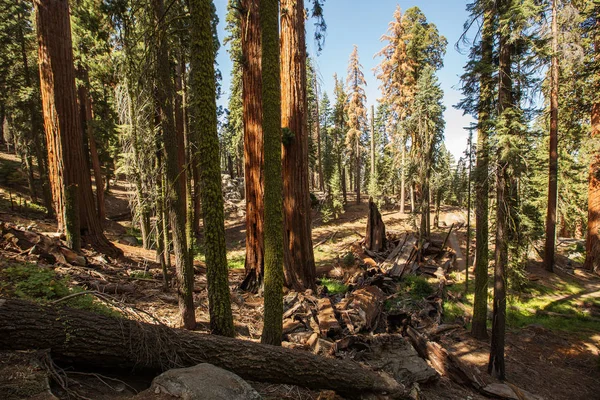 Günbatımı Sequoia national Park California, ABD