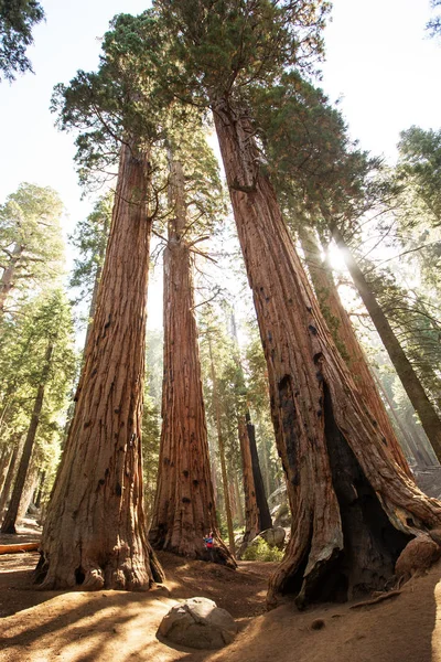 Matka Niemowlęciem Odwiedź Sequoia National Park Kalifornii Usa — Zdjęcie stockowe