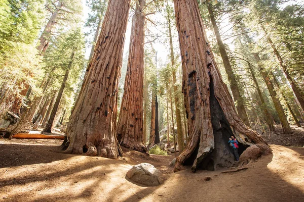 Matka Niemowlęciem Odwiedź Sequoia National Park Kalifornii Usa — Zdjęcie stockowe