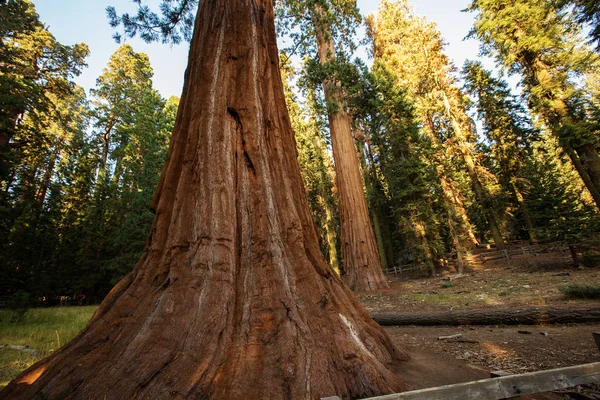 Zachód Słońca Sequoia National Park Kalifornii Usa — Zdjęcie stockowe