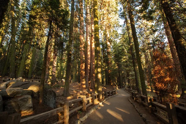 Puesta Sol Parque Nacional Sequoia California Estados Unidos — Foto de Stock