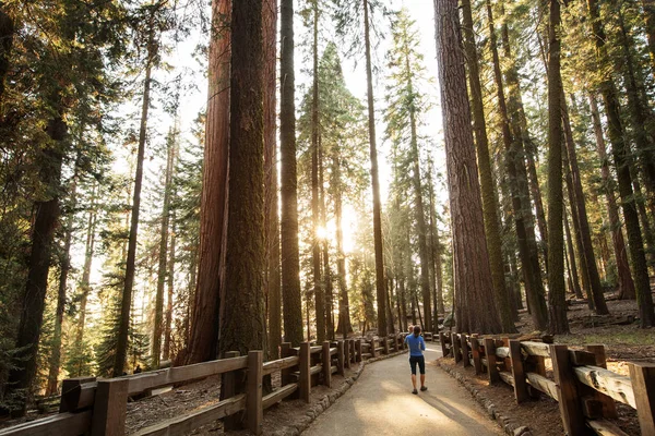 Matka Dítětem Navštívit Národní Park Sequoia Kalifornii Usa — Stock fotografie