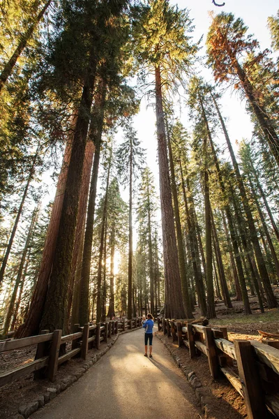 Μητέρα Βρέφος Επισκεφτείτε Εθνικό Πάρκο Sequoia Καλιφόρνια Ηπα — Φωτογραφία Αρχείου