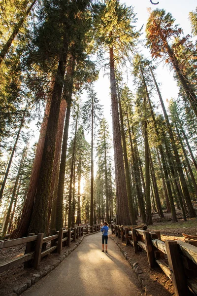 Matka Dítětem Navštívit Národní Park Sequoia Kalifornii Usa — Stock fotografie