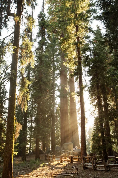Puesta Sol Parque Nacional Sequoia California Estados Unidos —  Fotos de Stock