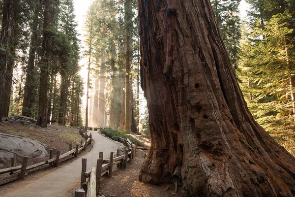 Západ Slunce Národním Parku Sequoia Kalifornii Usa — Stock fotografie