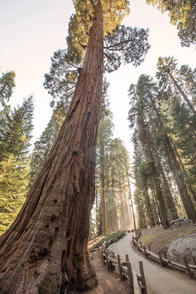Západ Slunce Národním Parku Sequoia Kalifornii Usa — Stock fotografie