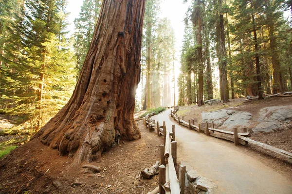 Pôr Sol Parque Nacional Sequoia Califórnia Eua — Fotografia de Stock