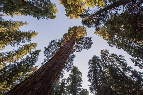 Zachód Słońca Sequoia National Park Kalifornii Usa — Zdjęcie stockowe