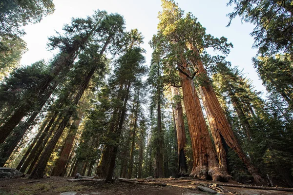 Zachód Słońca Sequoia National Park Kalifornii Usa — Zdjęcie stockowe