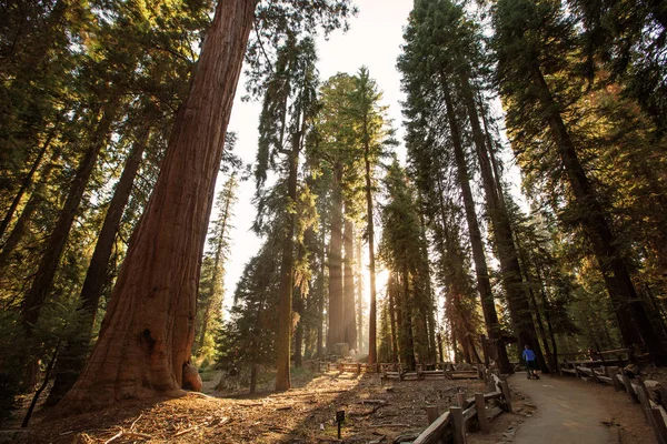 Μητέρα Βρέφος Επισκεφτείτε Εθνικό Πάρκο Sequoia Καλιφόρνια Ηπα — Φωτογραφία Αρχείου