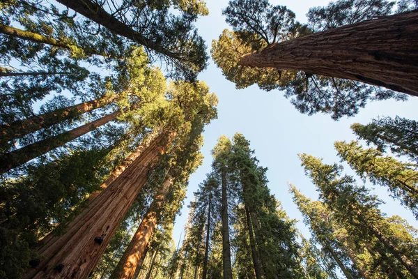 Günbatımı Sequoia national Park California, ABD