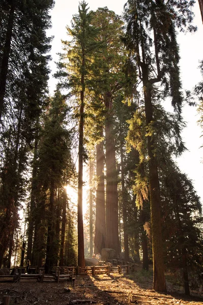 Západ Slunce Národním Parku Sequoia Kalifornii Usa — Stock fotografie