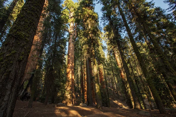 Ηλιοβασίλεμα Στο Εθνικό Πάρκο Sequoia Καλιφόρνια Ηπα — Φωτογραφία Αρχείου
