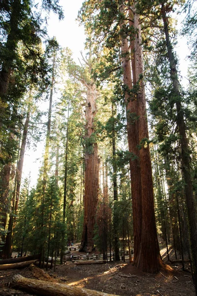 Západ Slunce Národním Parku Sequoia Kalifornii Usa — Stock fotografie