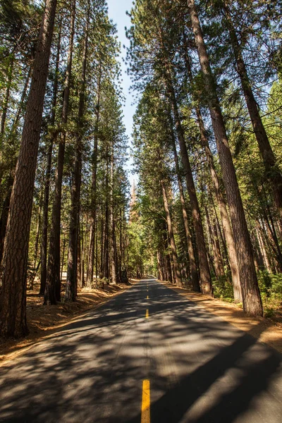 Coucher Soleil Dans Parc National Sequoia Californie États Unis — Photo