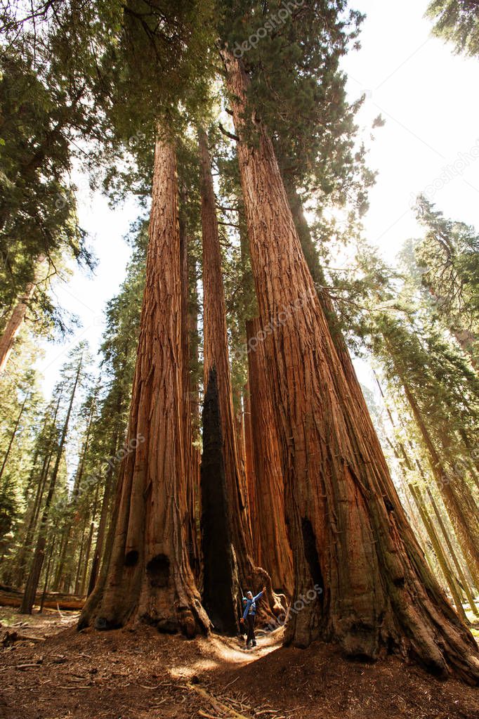 Mother with infant visit Sequoia national park in California, USA