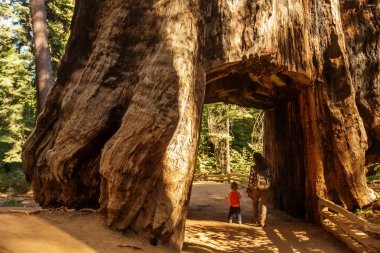 Yürümeye başlayan çocuk annesiyle ziyaret Yosemite Milli Parkı California, ABD