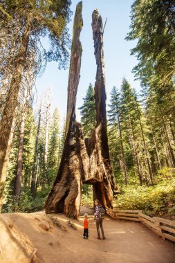 Yürümeye başlayan çocuk annesiyle ziyaret Yosemite Milli Parkı California, ABD