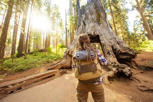 Frau Yosimite Nationalpark Bei Mammutbäumen Kalifornien Usa — Stockfoto