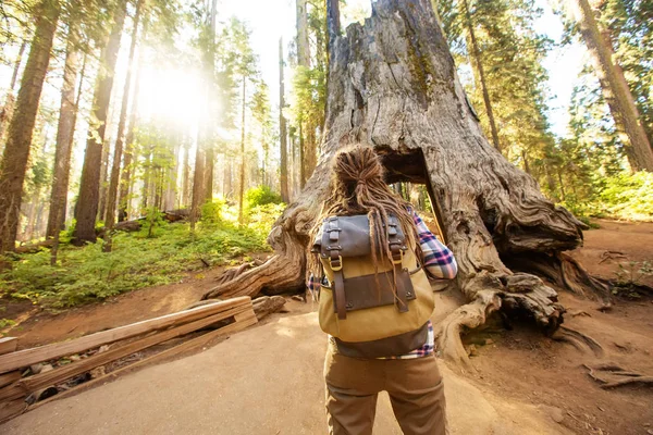 Γυναίκα Yosimite Εθνικό Πάρκο Κοντά Sequoia Στην Καλιφόρνια Ηπα — Φωτογραφία Αρχείου