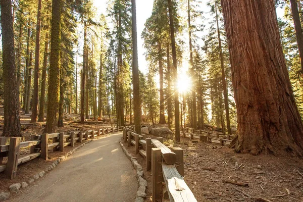 Ηλιοβασίλεμα Στο Εθνικό Πάρκο Sequoia Καλιφόρνια Ηπα — Φωτογραφία Αρχείου