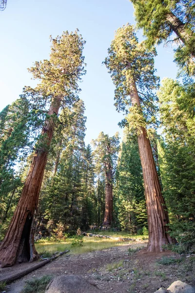 Západ Slunce Národním Parku Sequoia Kalifornii Usa — Stock fotografie