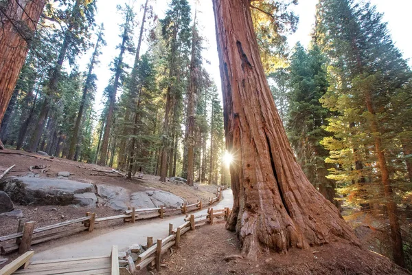 Ηλιοβασίλεμα Στο Εθνικό Πάρκο Sequoia Καλιφόρνια Ηπα — Φωτογραφία Αρχείου