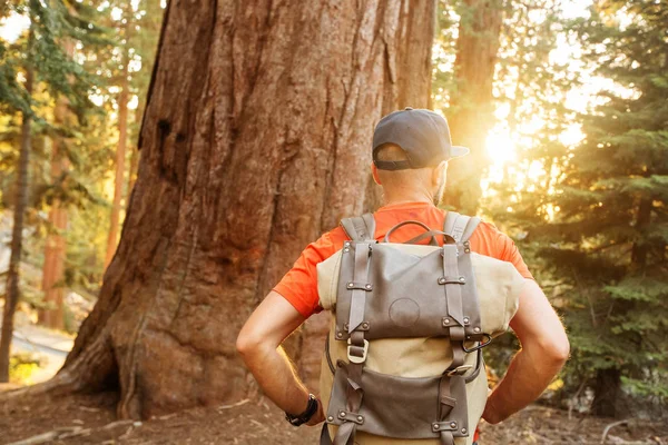 Turista Národním Parku Sequoia Kalifornii Usa — Stock fotografie