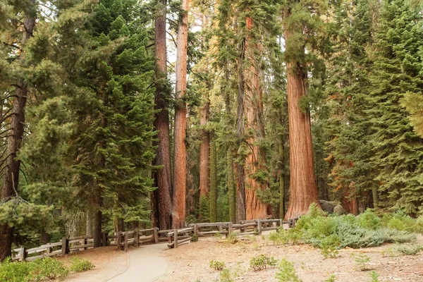 Západ Slunce Národním Parku Sequoia Kalifornii Usa — Stock fotografie