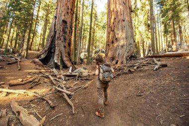 Uzun yürüyüşe çıkan kimse Sequoia national park California, ABD