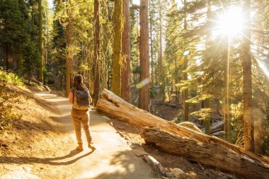 Uzun yürüyüşe çıkan kimse Sequoia national park California, ABD