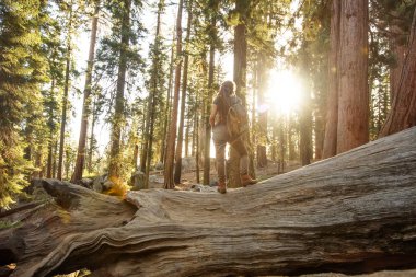 Uzun yürüyüşe çıkan kimse Sequoia national park California, ABD