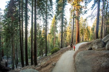 Aile ile çocuk ziyaret Sequoia national park California, ABD