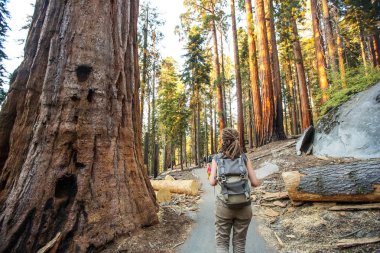 Uzun yürüyüşe çıkan kimse Sequoia national park California, ABD