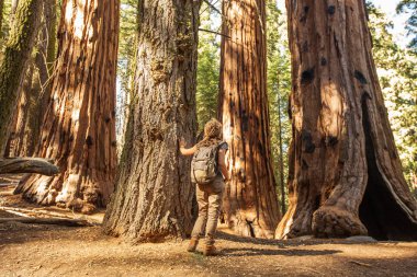 Uzun yürüyüşe çıkan kimse Sequoia national park California, ABD