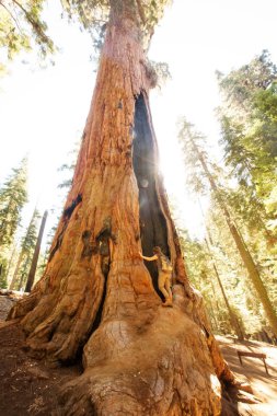 Uzun yürüyüşe çıkan kimse Sequoia national park California, ABD