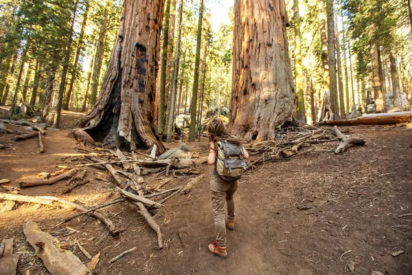 Uzun yürüyüşe çıkan kimse Sequoia national park California, ABD