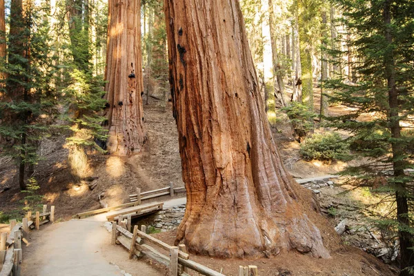 Günbatımı Sequoia national Park California, ABD