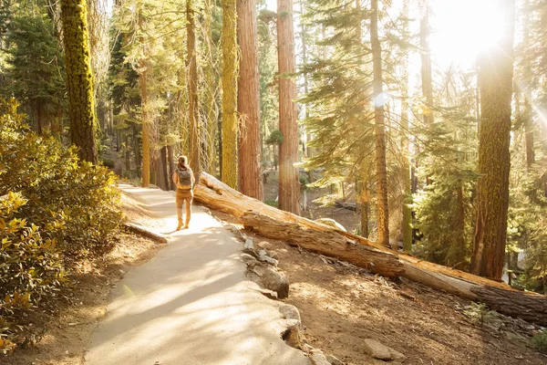 Uzun yürüyüşe çıkan kimse Sequoia national park California, ABD